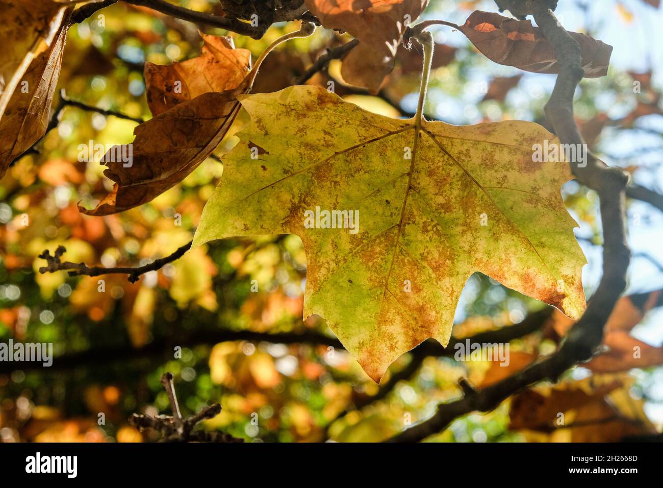 Lyon (France), 19 October 2021. Yellow leaf in autumn in a tree. Stock Photo