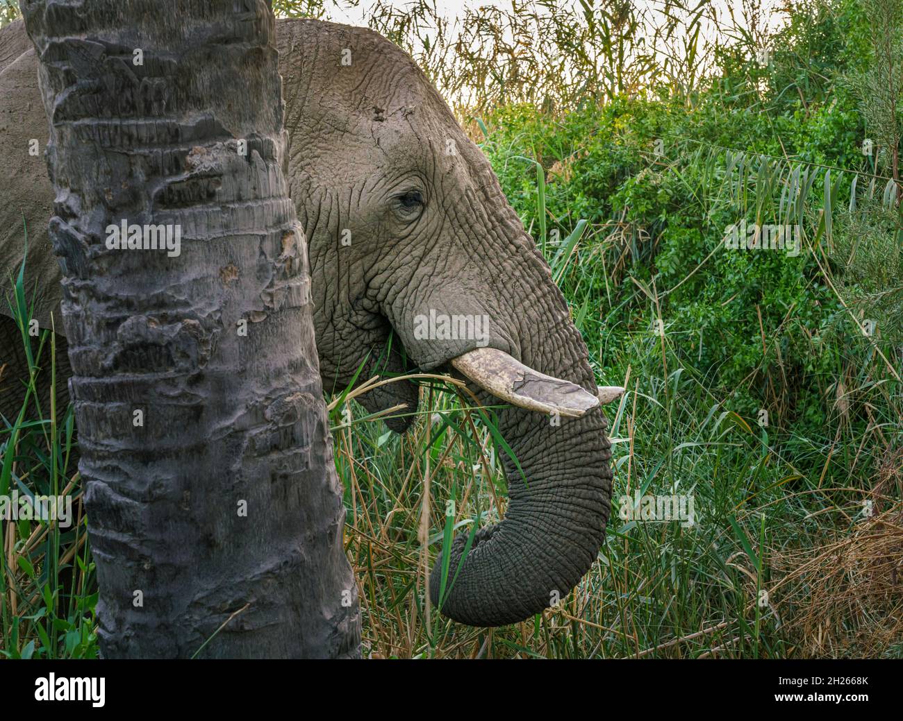 Jimbo the Afrian Bush Elephant, a regular visitor at Palmwag lodge Stock Photo