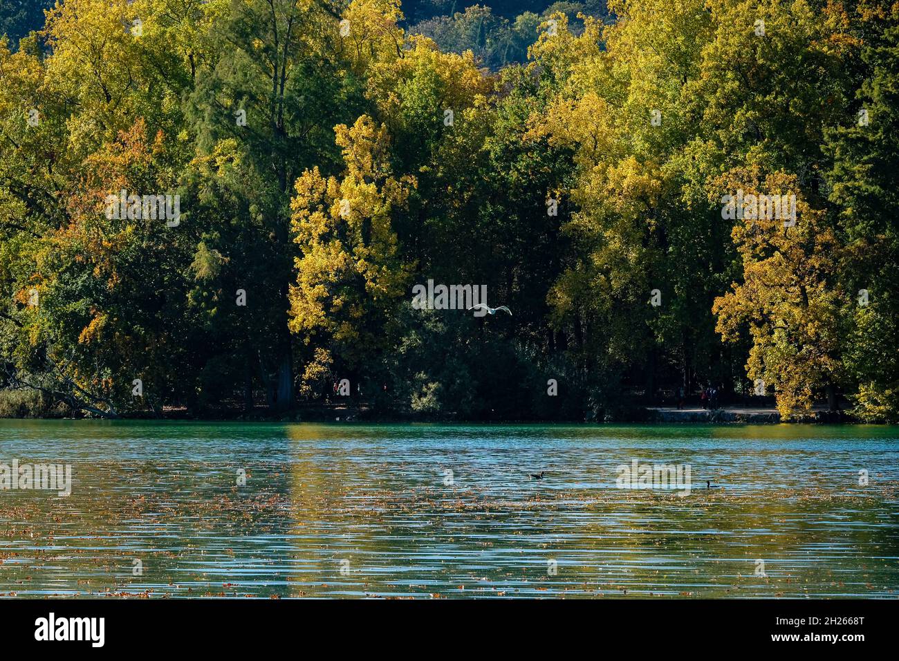 Lyon (France), 19 October 2021. A bird above the lake of the Parc de la Tête d'Or in autumn. Stock Photo