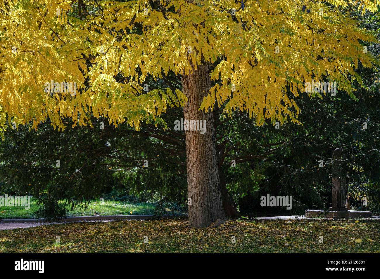 Lyon (France), 19 October 2021. Yellow ash leaves in autumn. Stock Photo