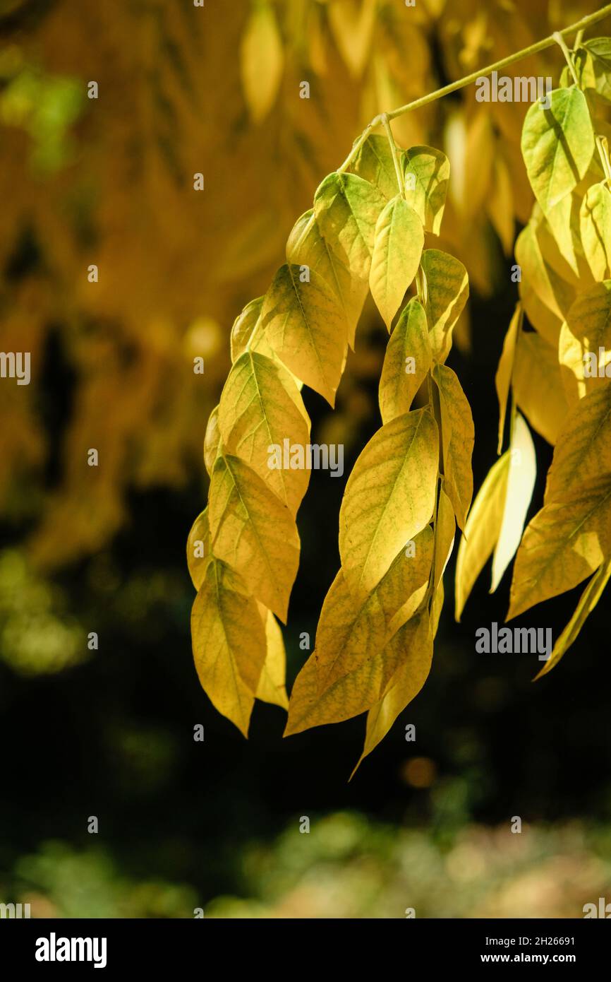 Lyon (France), 19 October 2021. Ash leaves in autumn. Stock Photo