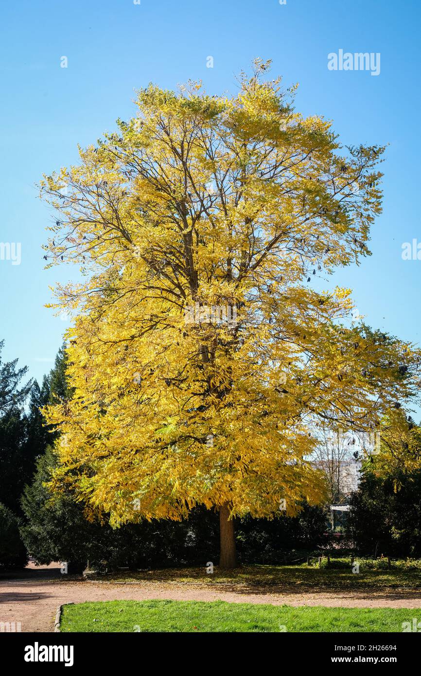 Lyon (France), 19 October 2021. An ash tree with its yellow leaves in autumn. Stock Photo