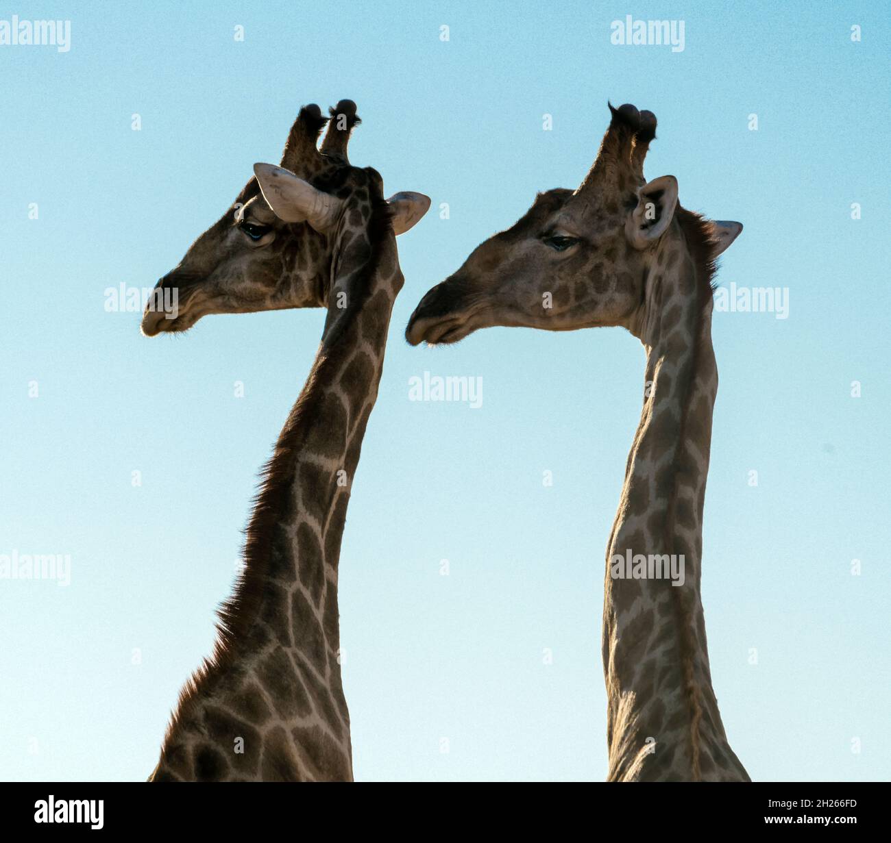 Giraffes in the northern Namibia desert. Stock Photo