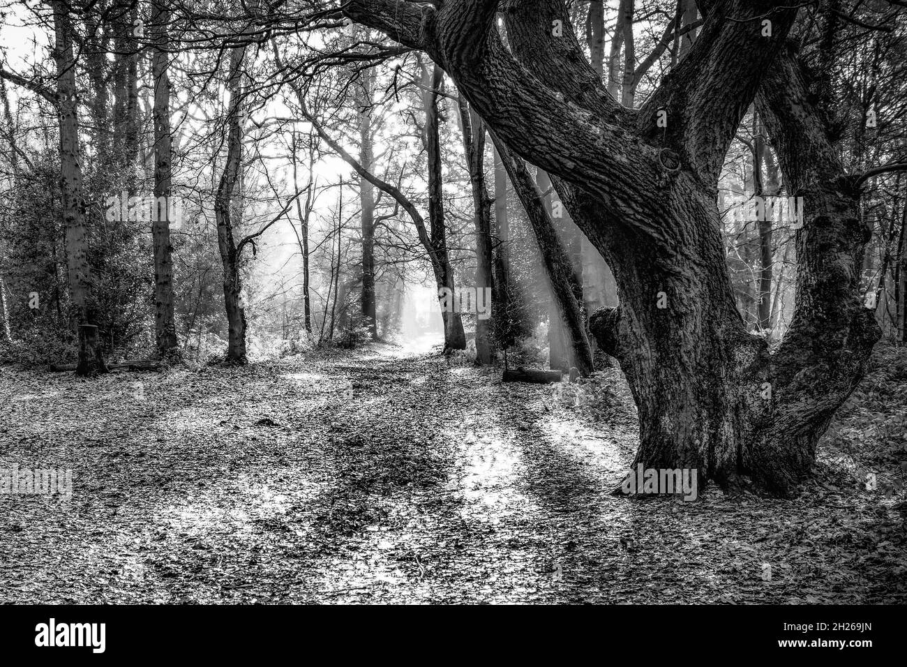 Autumn sunlight streaming through a wooded forest in Black and White Stock Photo