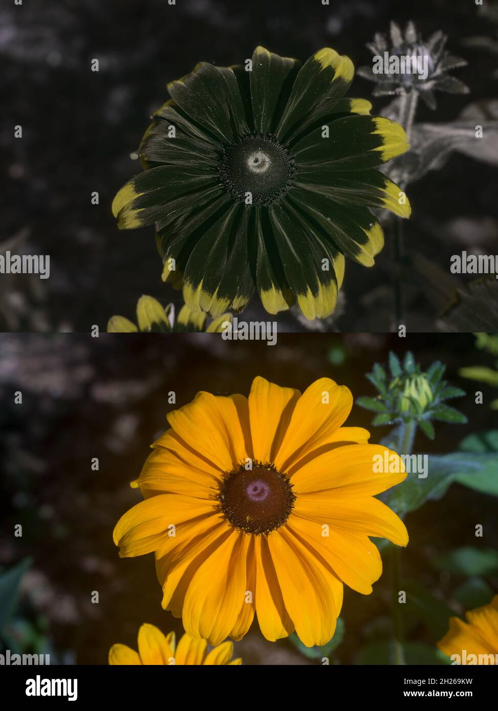 Comparison normal daylight and UV ultraviolet reflected light on sunflower, aster daisy, coneflower rudbeckia showing invisible patterns to humans Stock Photo