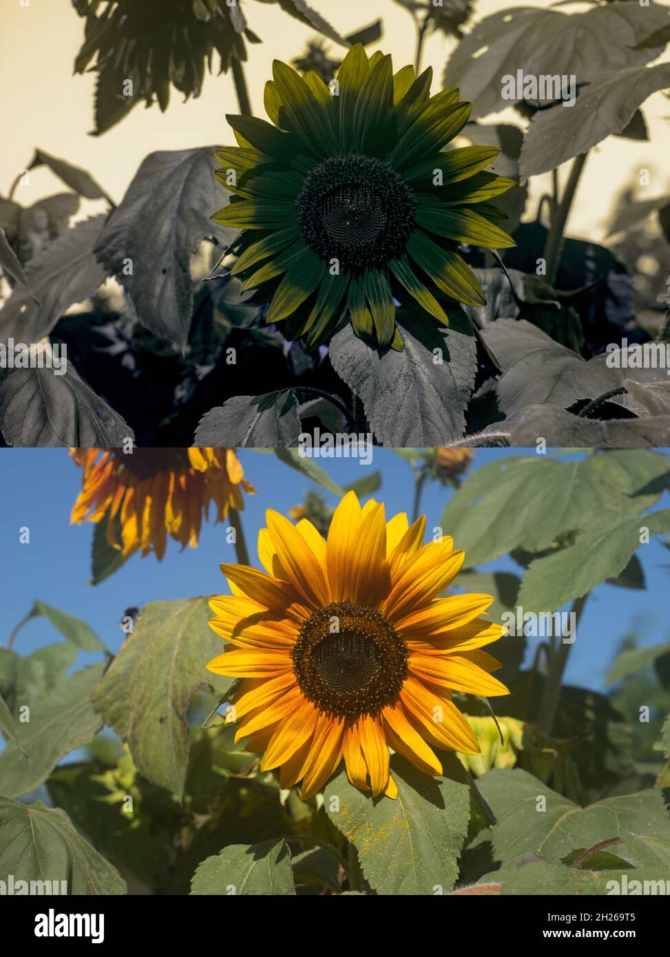Comparison normal daylight and UV ultraviolet reflected light on sunflower, aster daisy, coneflower rudbeckia showing invisible patterns to humans Stock Photo