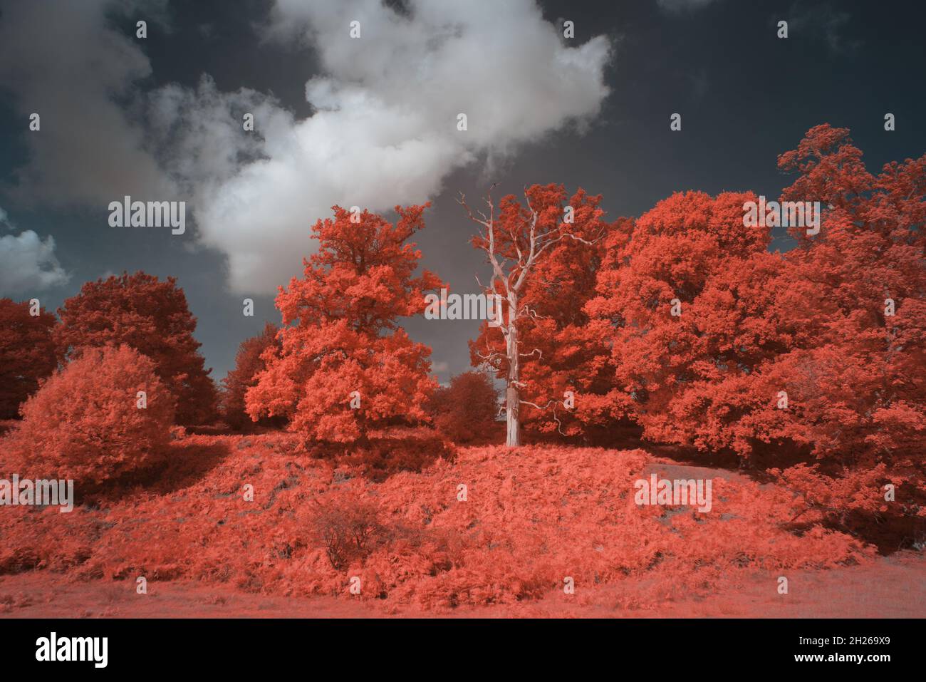 Fagus sylvatica Castanea sativa Quercus robur trees chloroplast in healthy leaf reflect heat infrared daylight and appear red as in aerochrome film Stock Photo