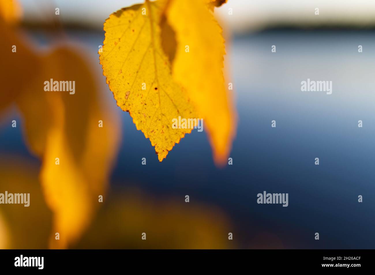 Close up of leaves of birch tree hi-res stock photography and images ...