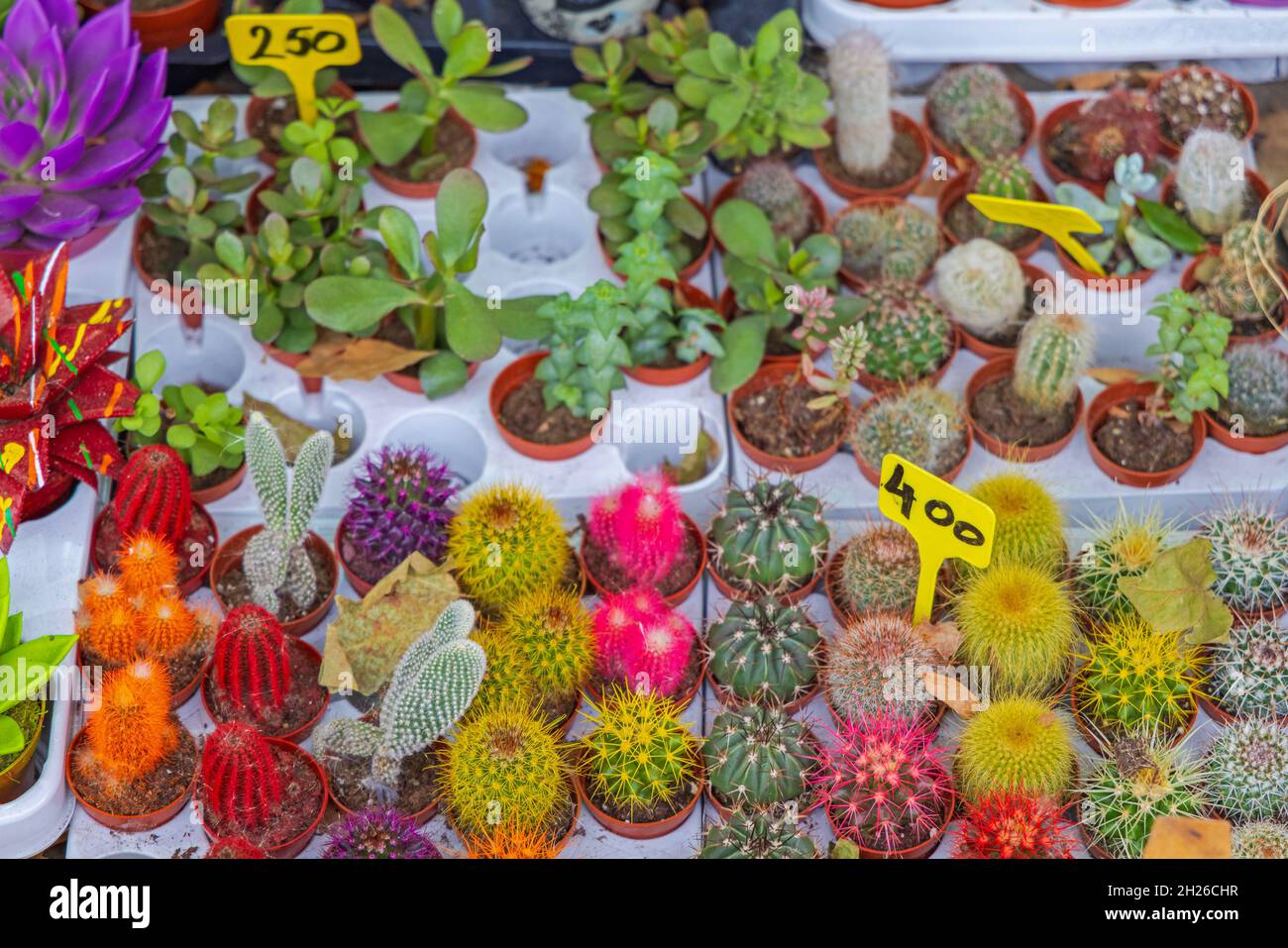 Colourful Cactae Mini Cactus Plants for Sale Stock Photo Alamy