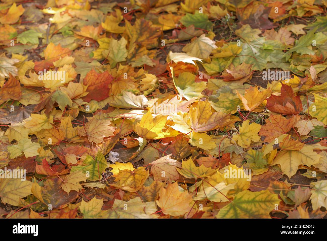 Foliage, Autumn leaves lit by the sun on the ground. Stock Photo