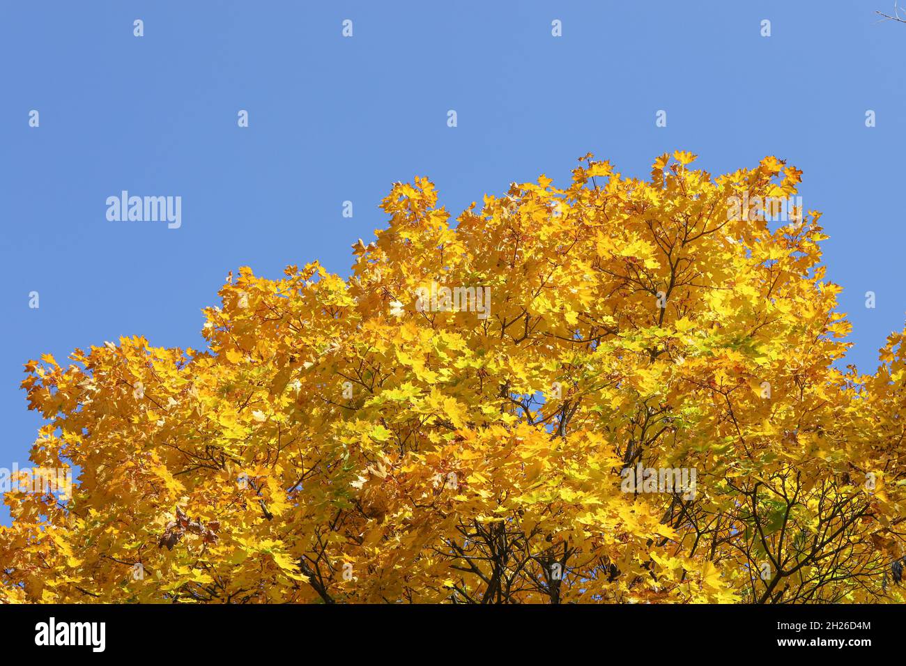 Yellow maple leaves or foliage on a blue sky background Stock Photo