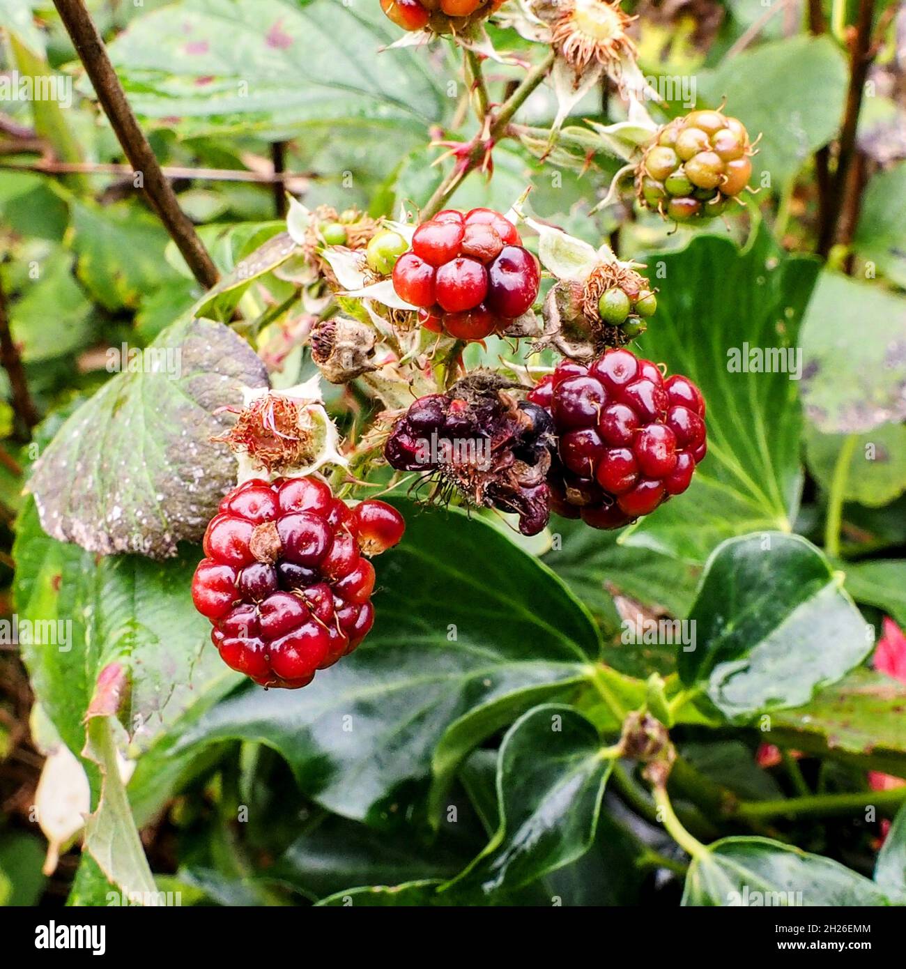 Ripe unripe fruit blackberry hires stock photography and images Alamy