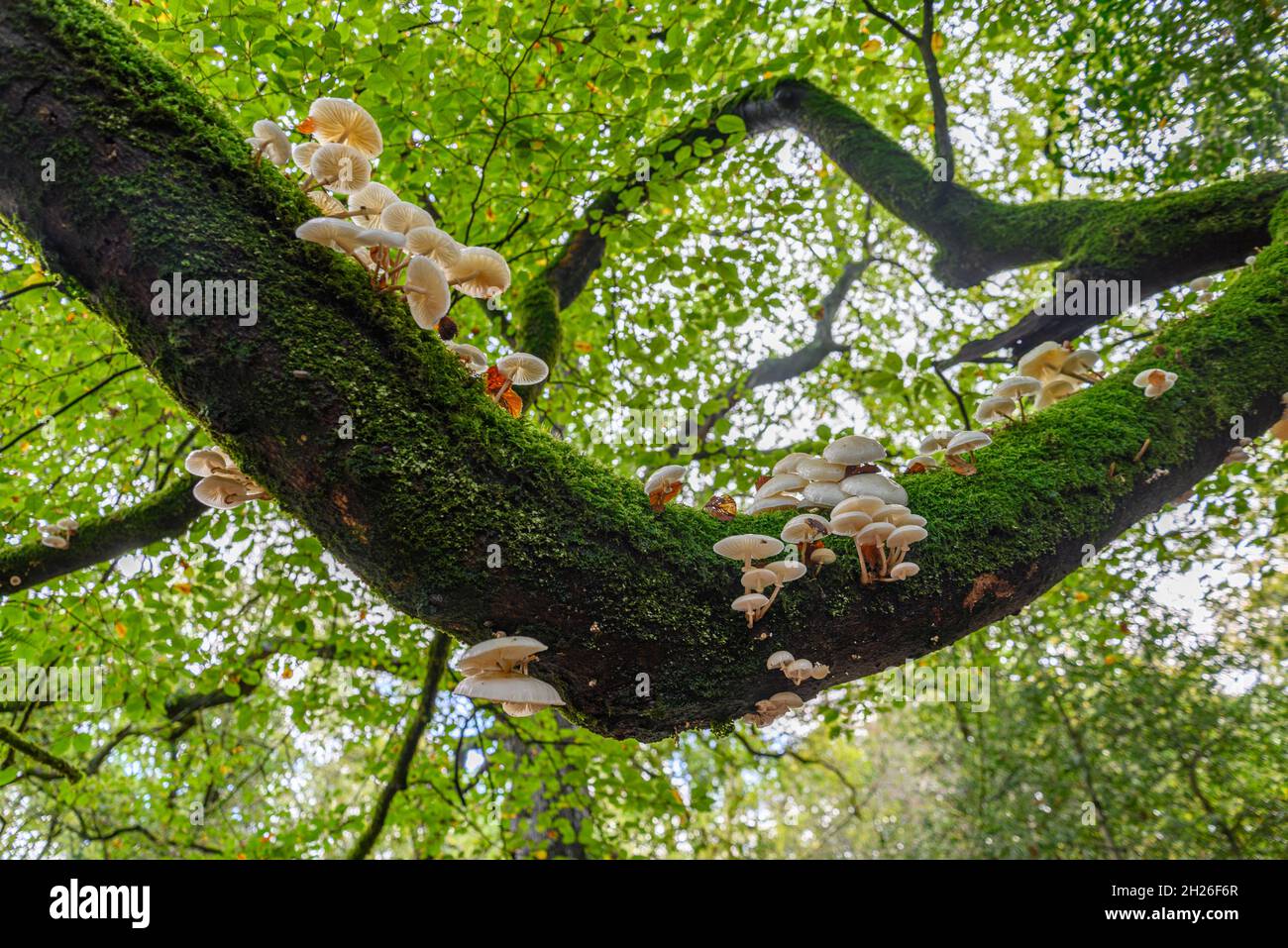 Porcelain tree fungi, New Forest, Hampshire, UK, October Stock Photo
