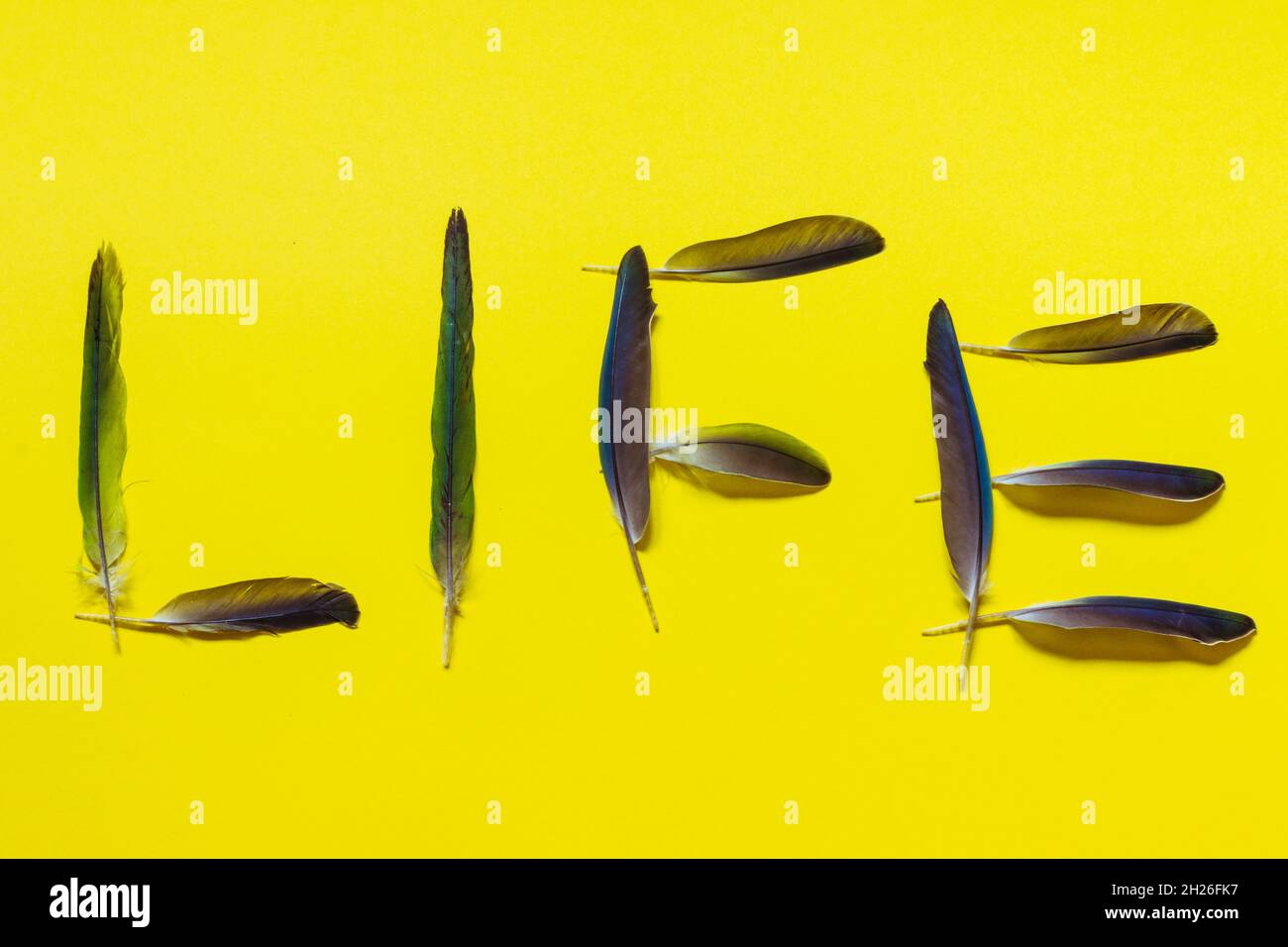 The word life made of bird feathers lie on a bright yellow background.  Stock Photo