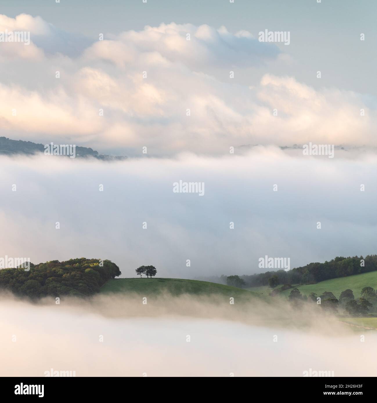 A small copse of trees stands out against an autumn inversion on the edge of the Yorkshire Dales National Park, with cloud both above and below. Stock Photo