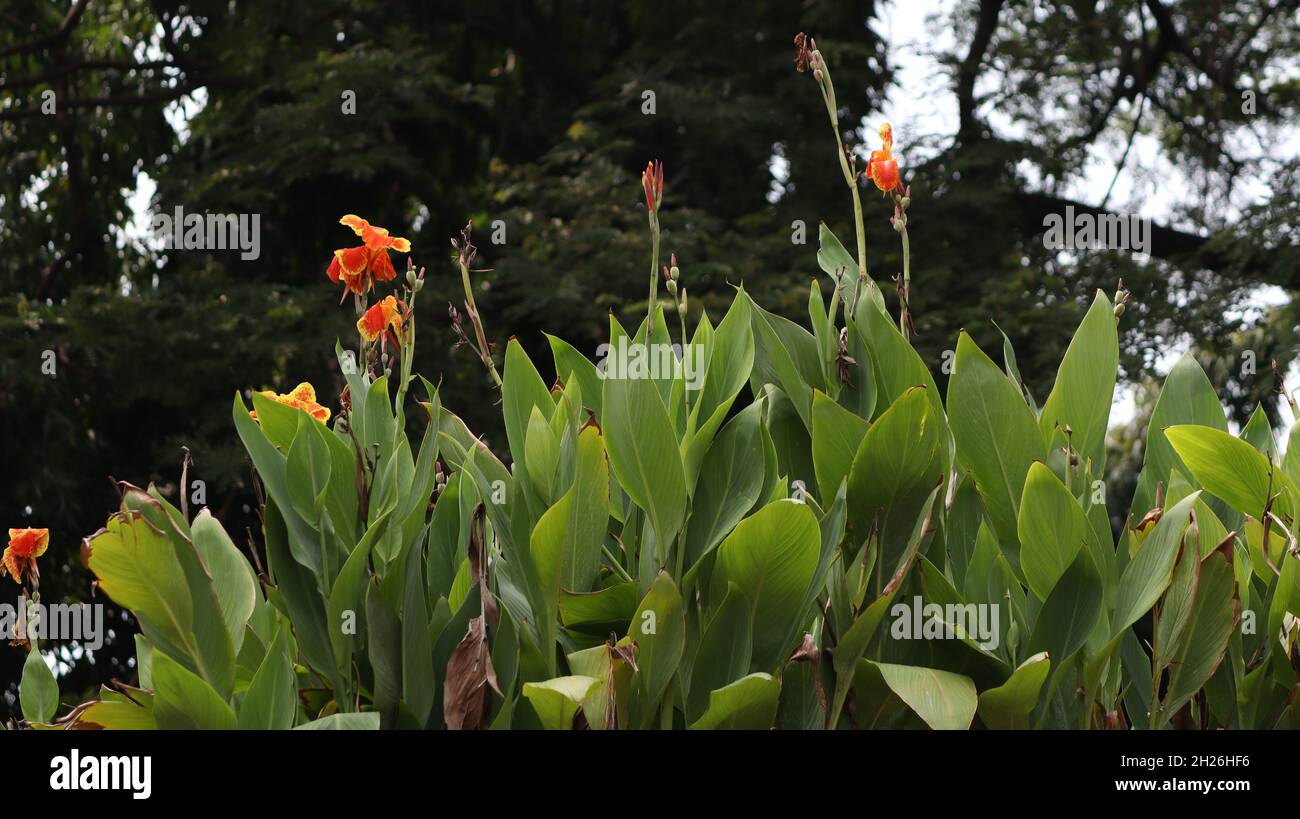 Beautiful yellow canna lily with green leaves in background Spider