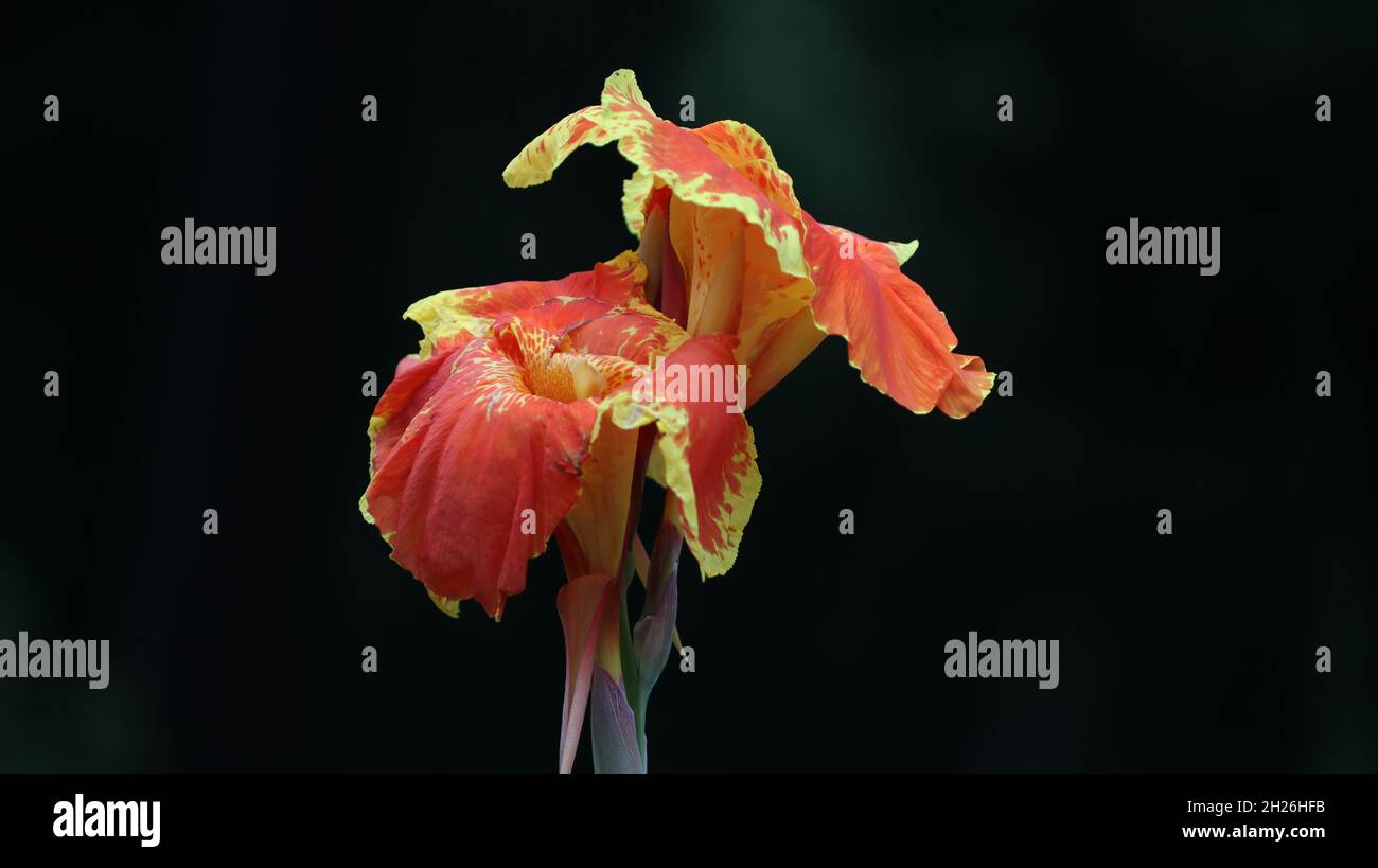 Beautiful yellow canna lily with green leaves in background Spider