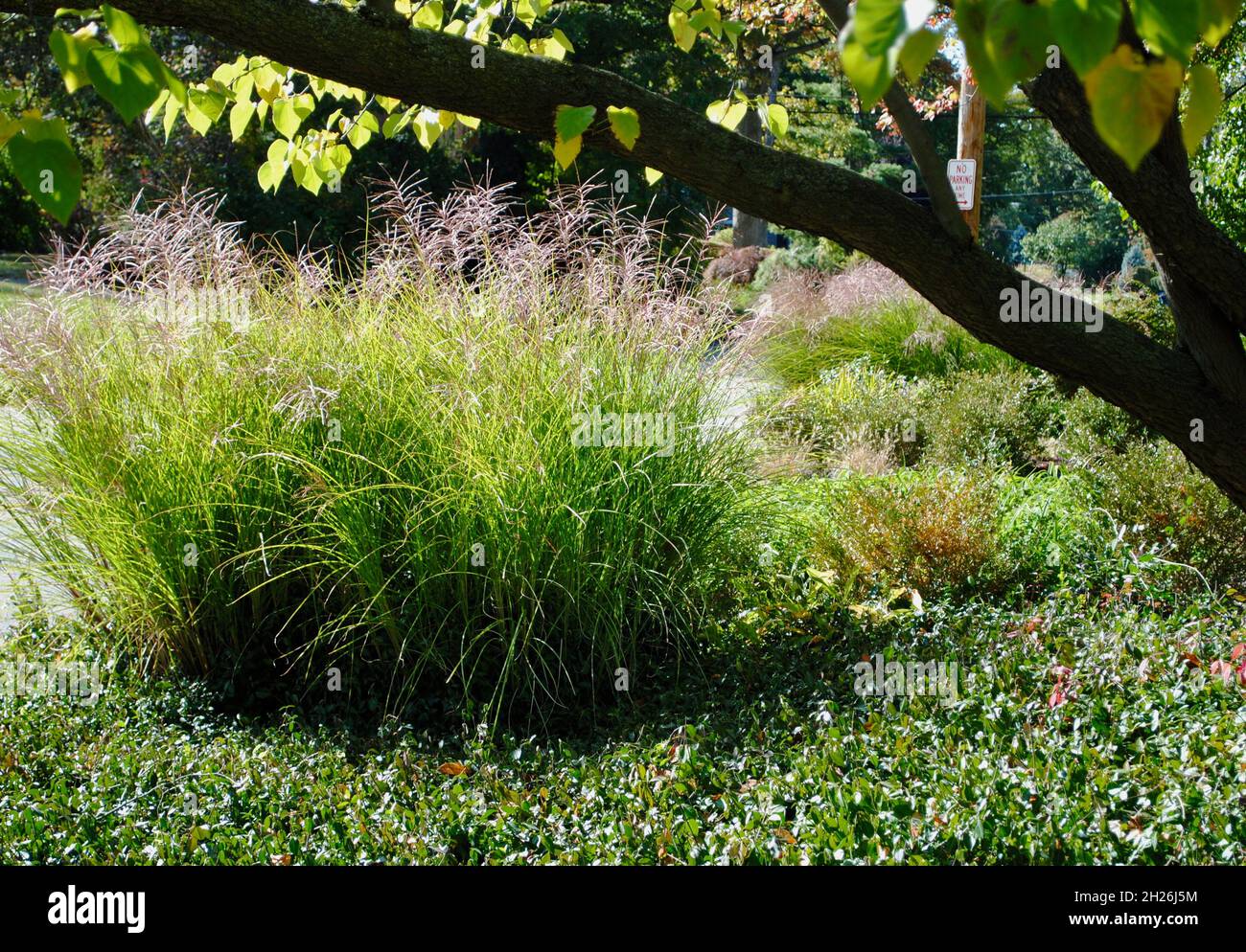 Private garden with tree and grasses Stock Photo - Alamy