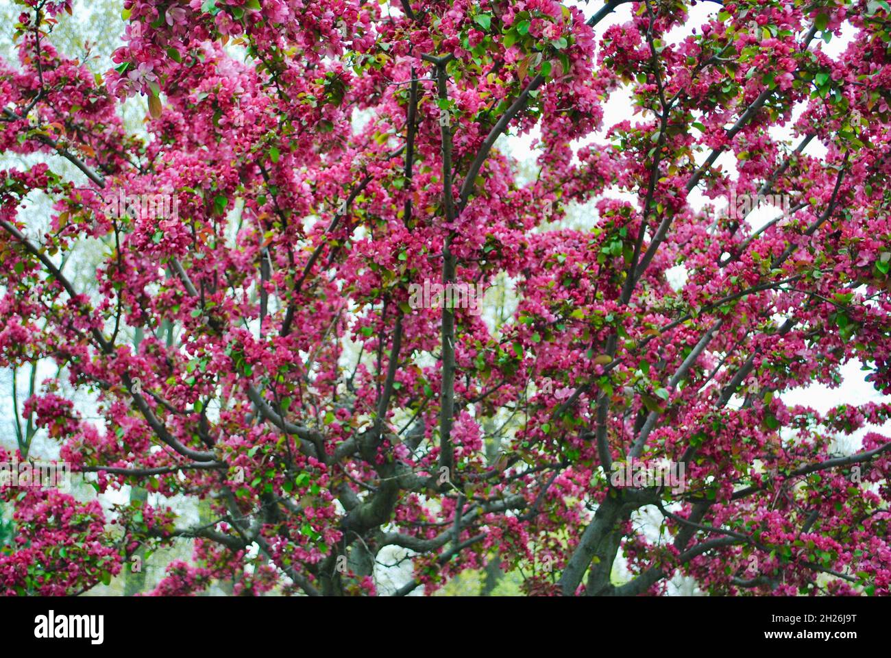 Tree in pink bloom in Lakewood, Ohio Stock Photo Alamy