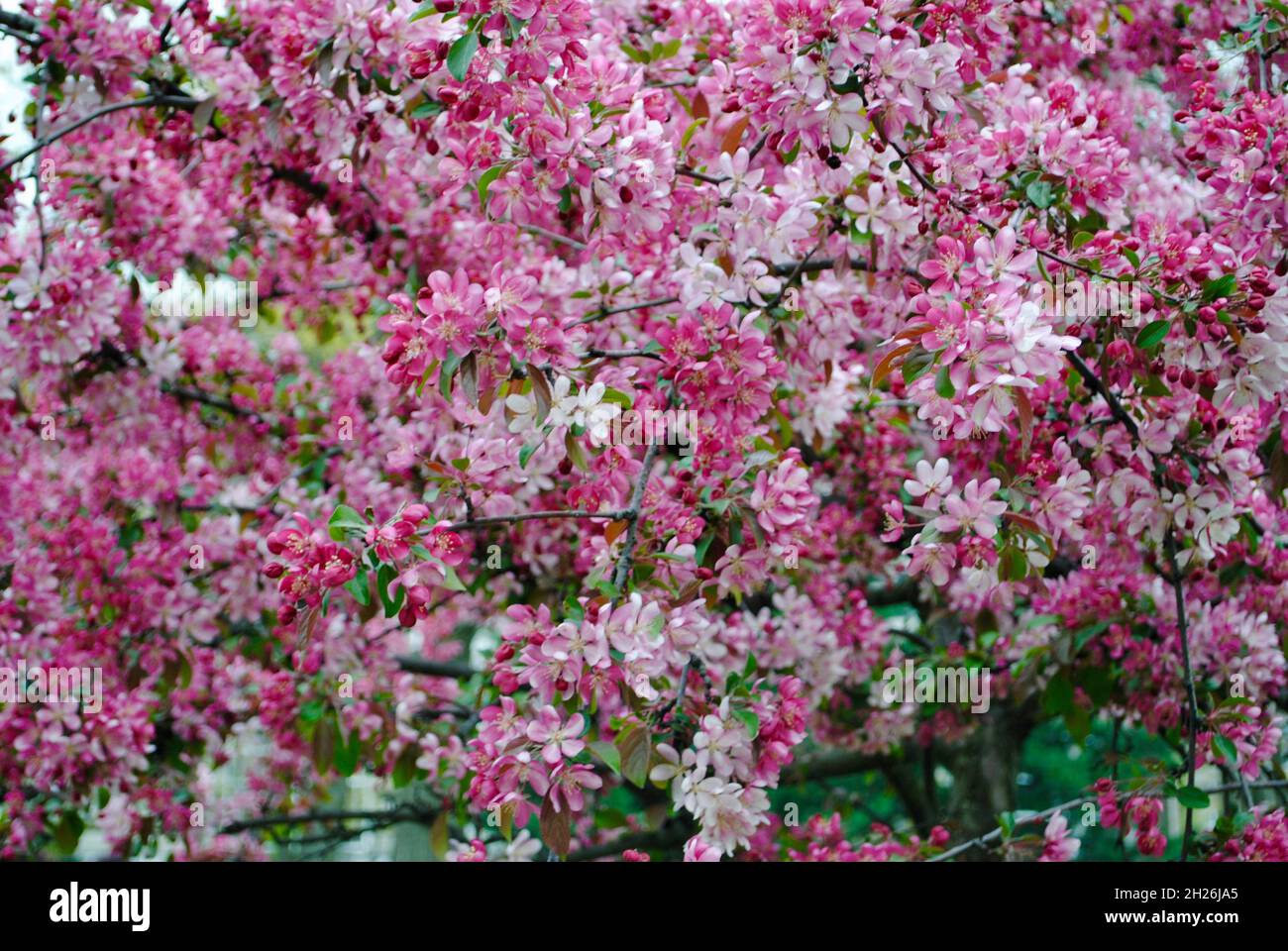 Tree in pink bloom in Lakewood, Ohio Stock Photo Alamy
