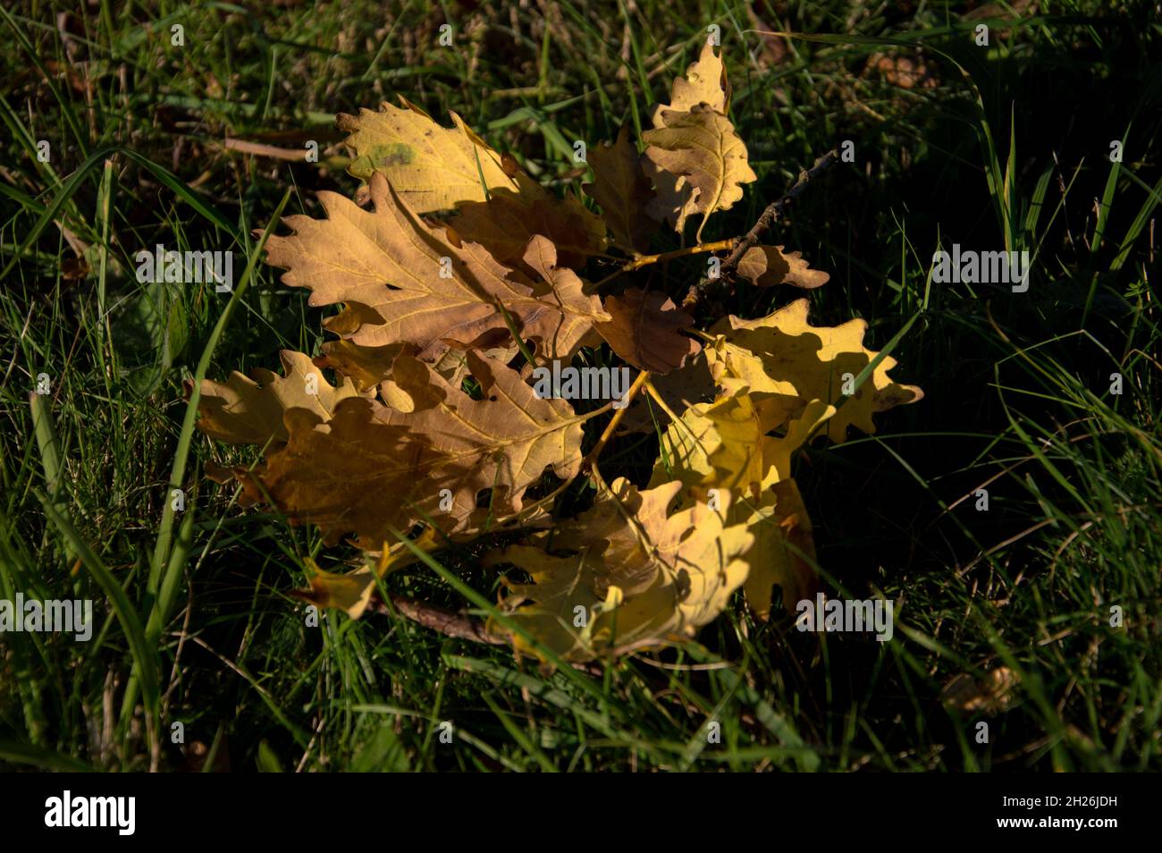 Feuille de fond hi-res stock photography and images - Alamy