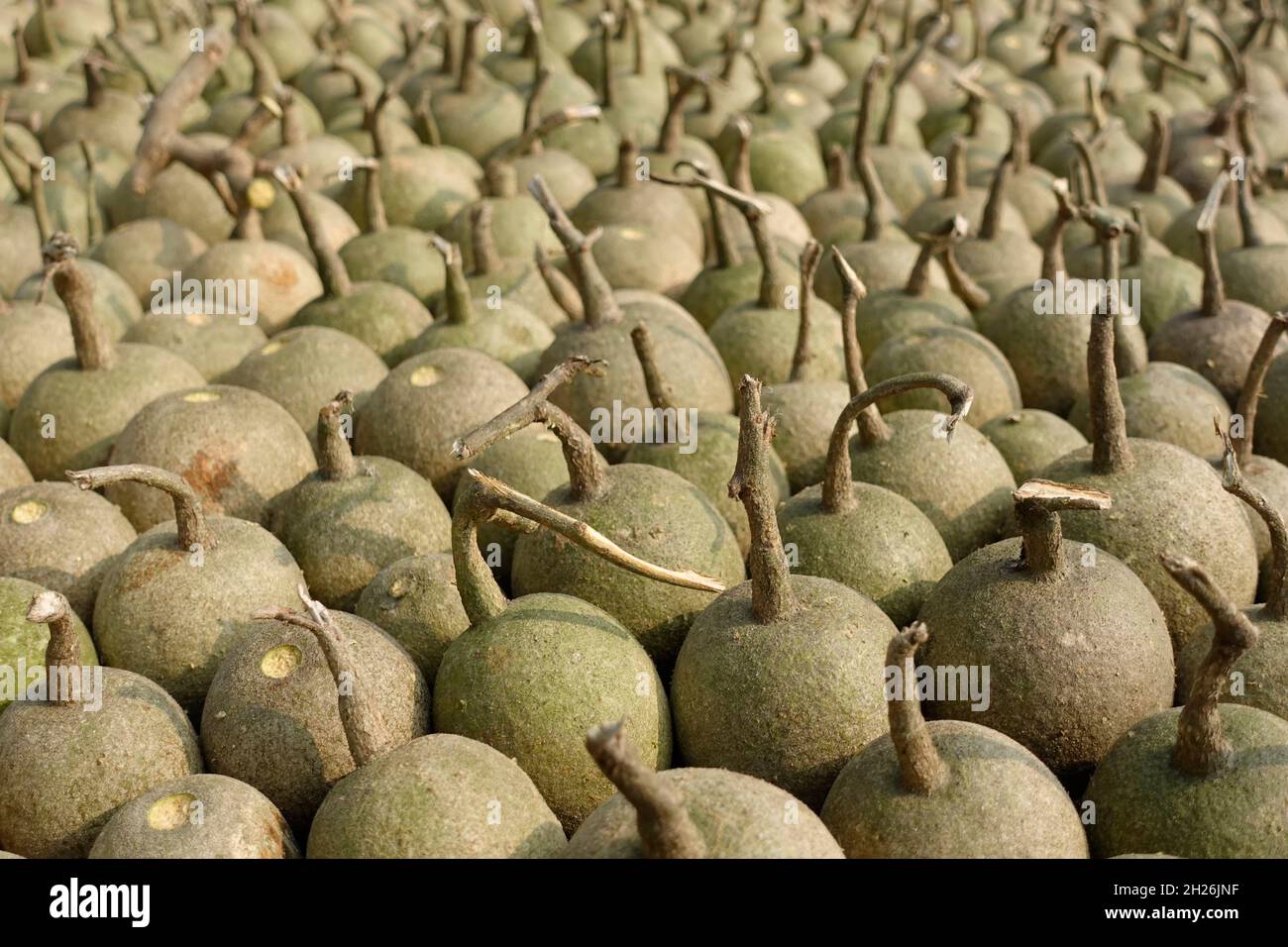Ripe Wood Apple fruits (Limonia Acidissima) are lined up under the open