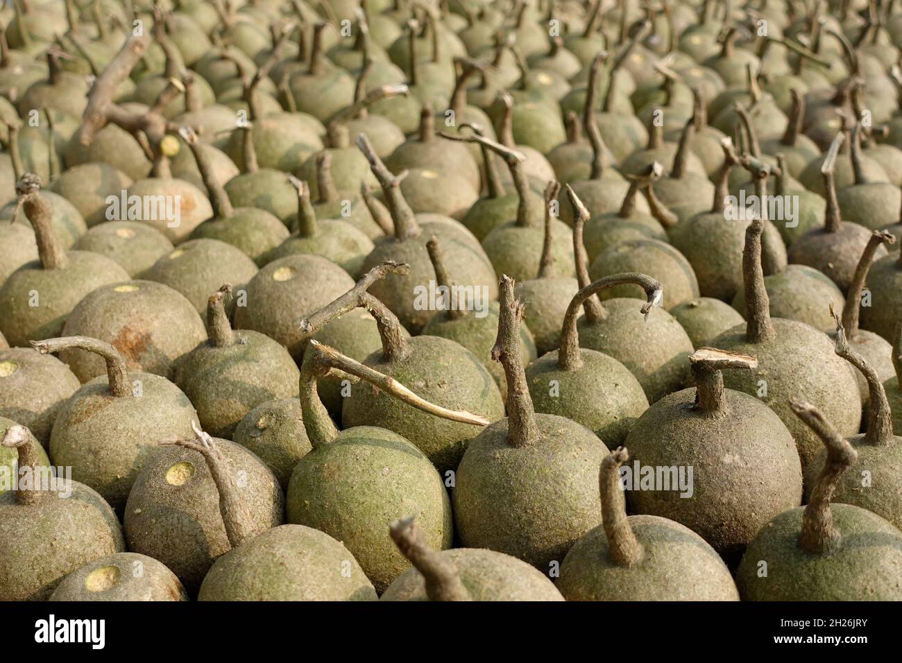 Ripe Wood Apple fruits (Limonia Acidissima) are lined up under the open sun for drying. Ripe Wood Apple fruit pattern background. Close Up views of wo Stock Photo