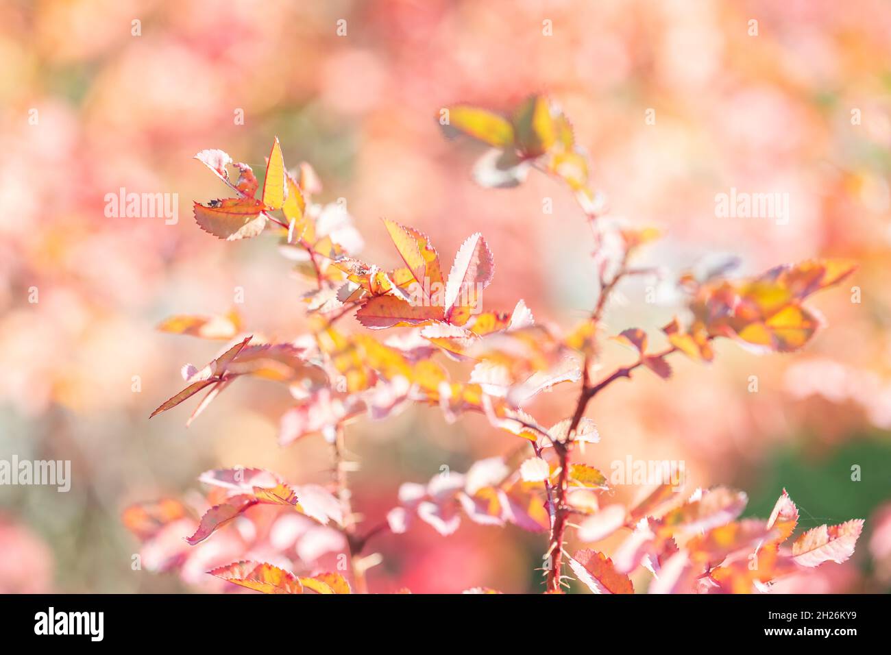 Bright colorful leaves on bushes in autumn, selective focus Stock Photo
