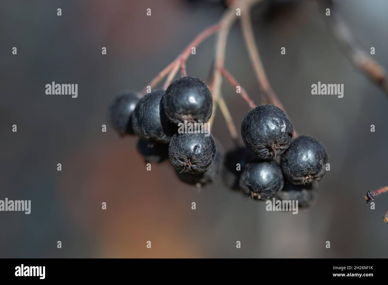 Ripe chokeberry berries in autumn, selective focus, blurred background Stock Photo