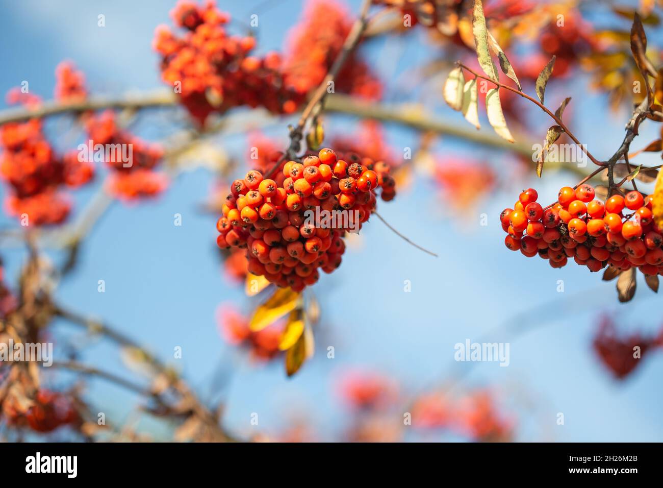 Bright red rowan berries on a branch against a blue sky Stock Photo