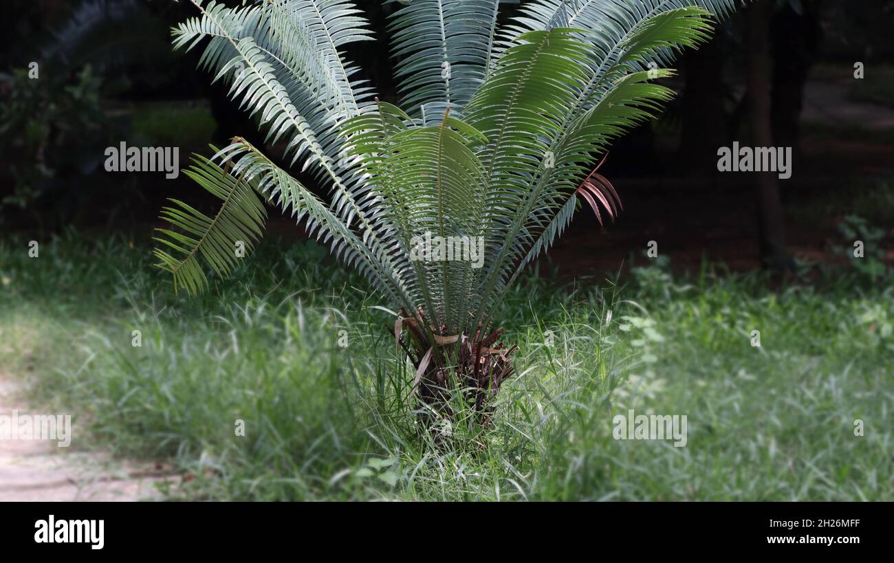 Shuttlecock Fern-(Mataucha struthiopteris) plant it is Green nature Stock Photo