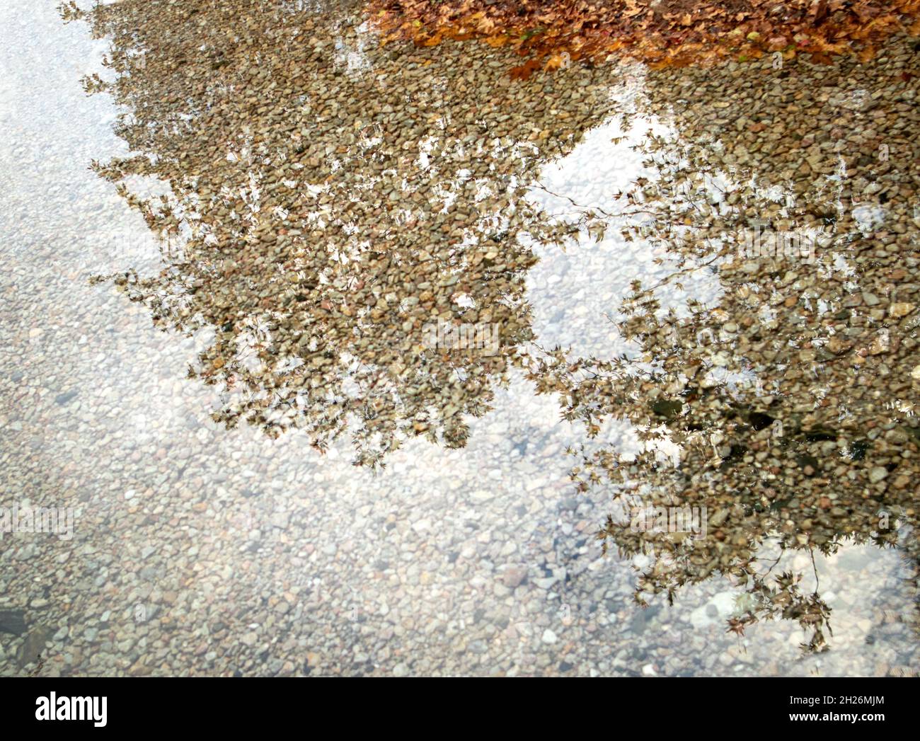 Reflective puddle and shade of tree branches. autumn concept. Stock Photo