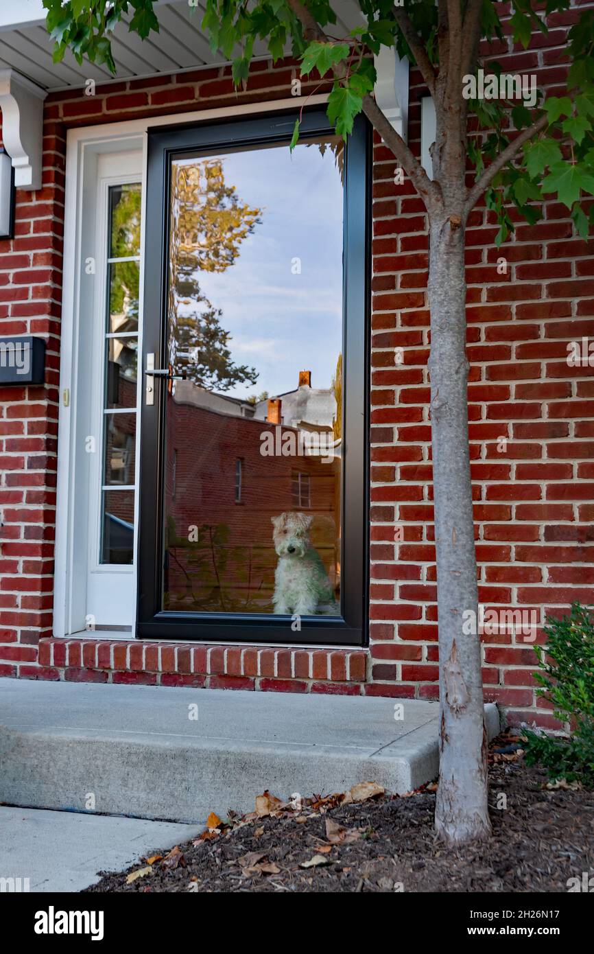 Terrier pet dog sits waiting and watching through the front door window for his owner to return home. Stock Photo