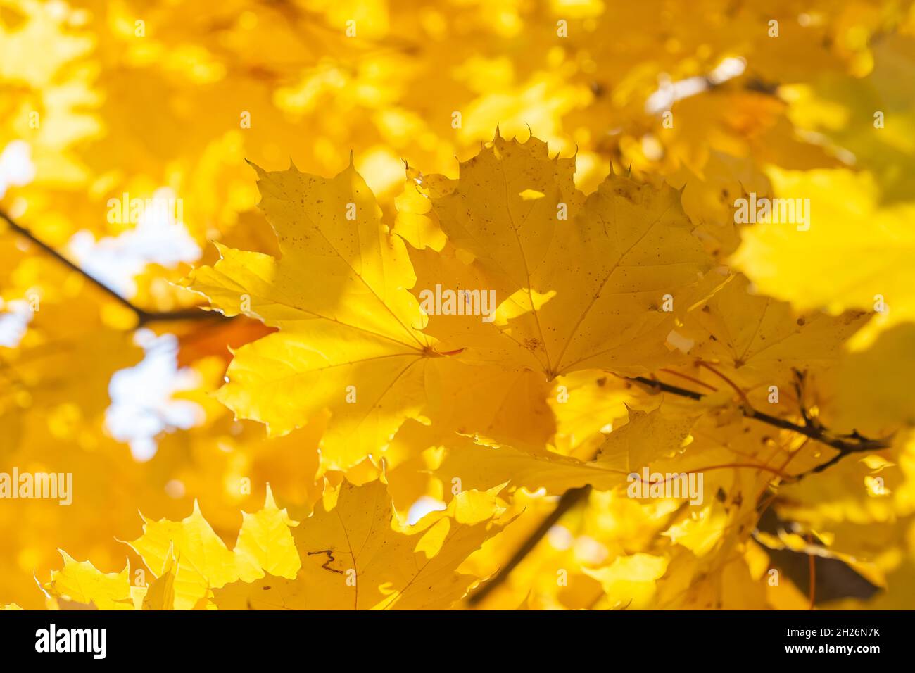 Bright yellow maple leaves on a tree background in autumn Stock Photo