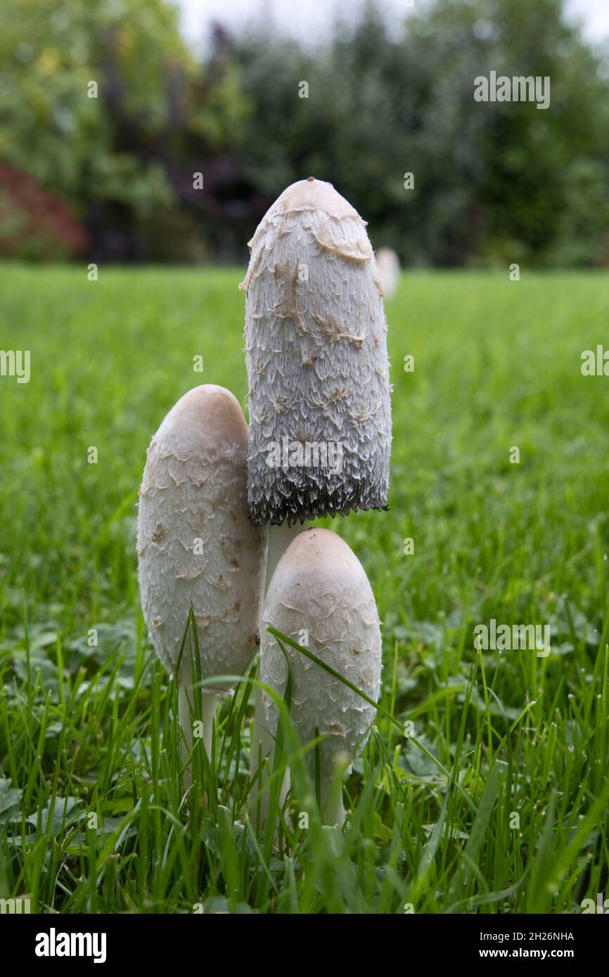 Shaggy Inkcap mushrooms (Coprinus comatus) also known as Lawyers wig, or Judges Wig are edible but have a very short shelf life. They turn black quick Stock Photo