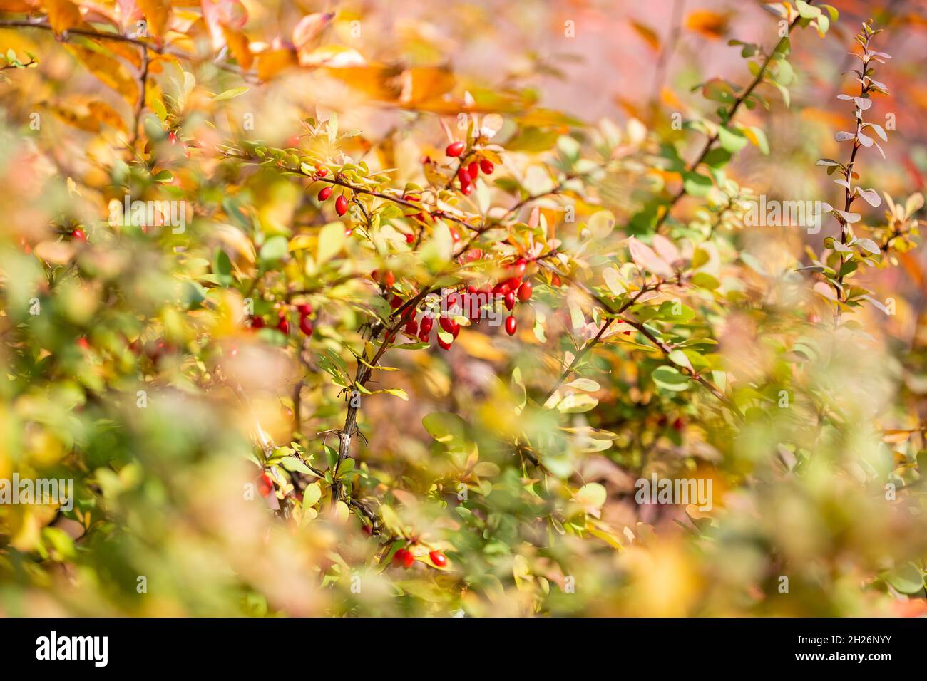 Ripe barberry berries on bush branches in autumn Stock Photo