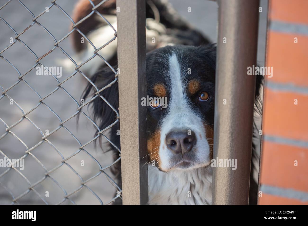 Bernese mountain dog looking through bars into the camera selective focus Stock Photo
