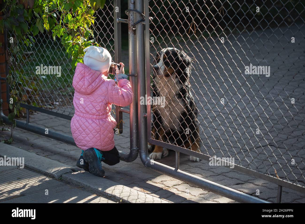 A girl photographs a dog through a gate Stock Photo