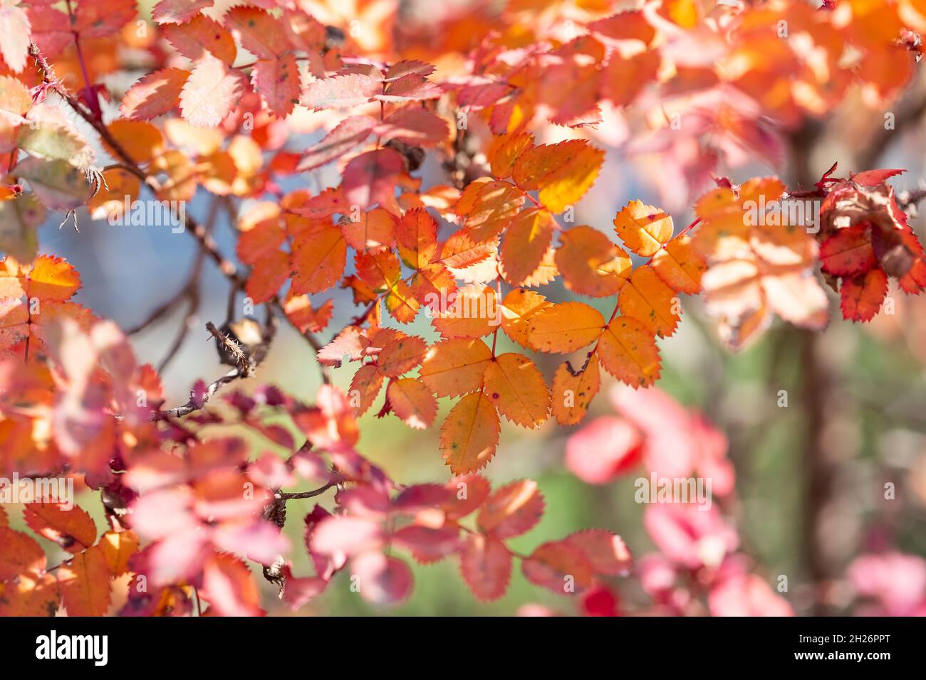 Bright colorful leaves on bushes in autumn, selective focus Stock Photo
