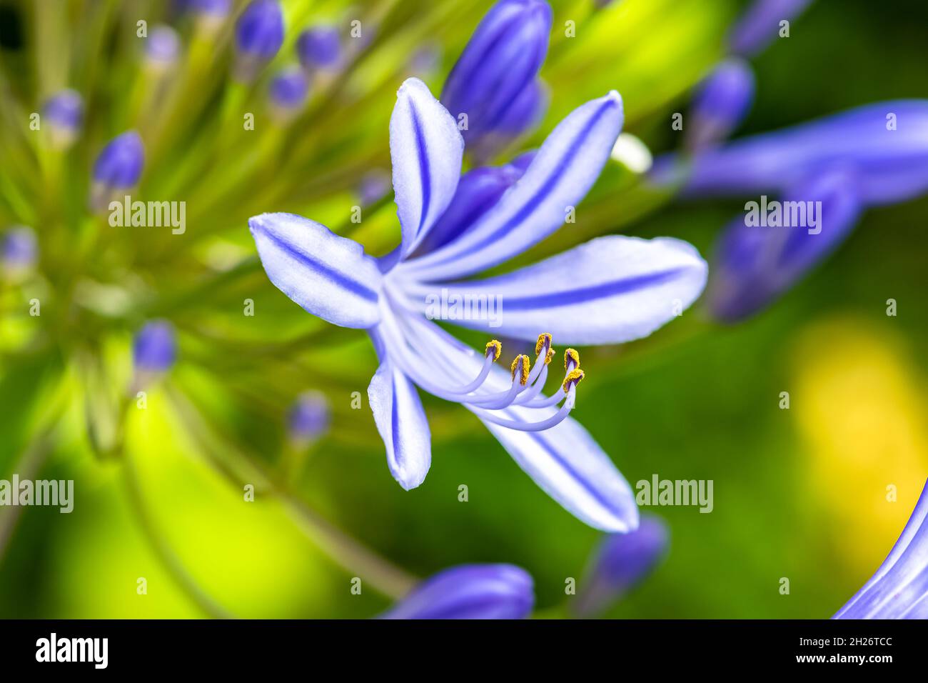 A close-up agapanthe petal, beautiful blue flower in summer Stock Photo