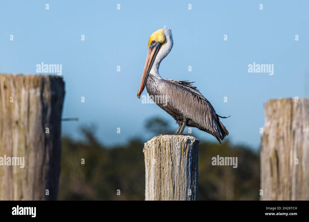 Brown Pelican (Pelecanus occidentalis) perched on wooden pile Stock Photo