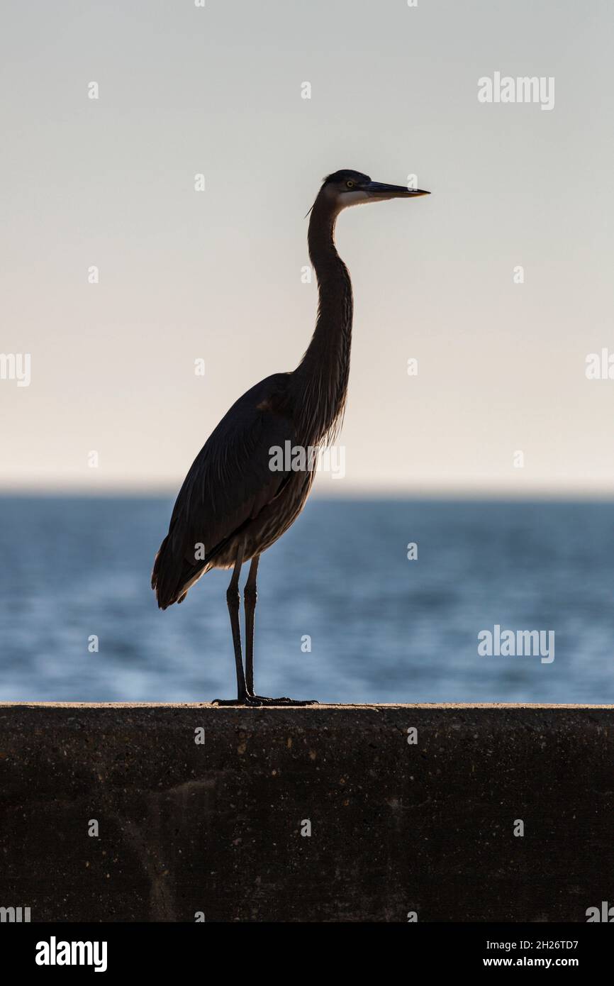 Silhouette of a Great Blue Heron on the Gulf of Mexico seawall in Biloxi, Mississippi Stock Photo