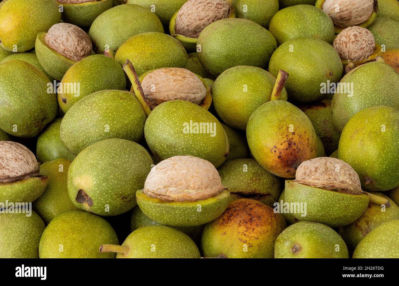 Hands openning newly collected fresh walnuts gathered together. Stock Photo