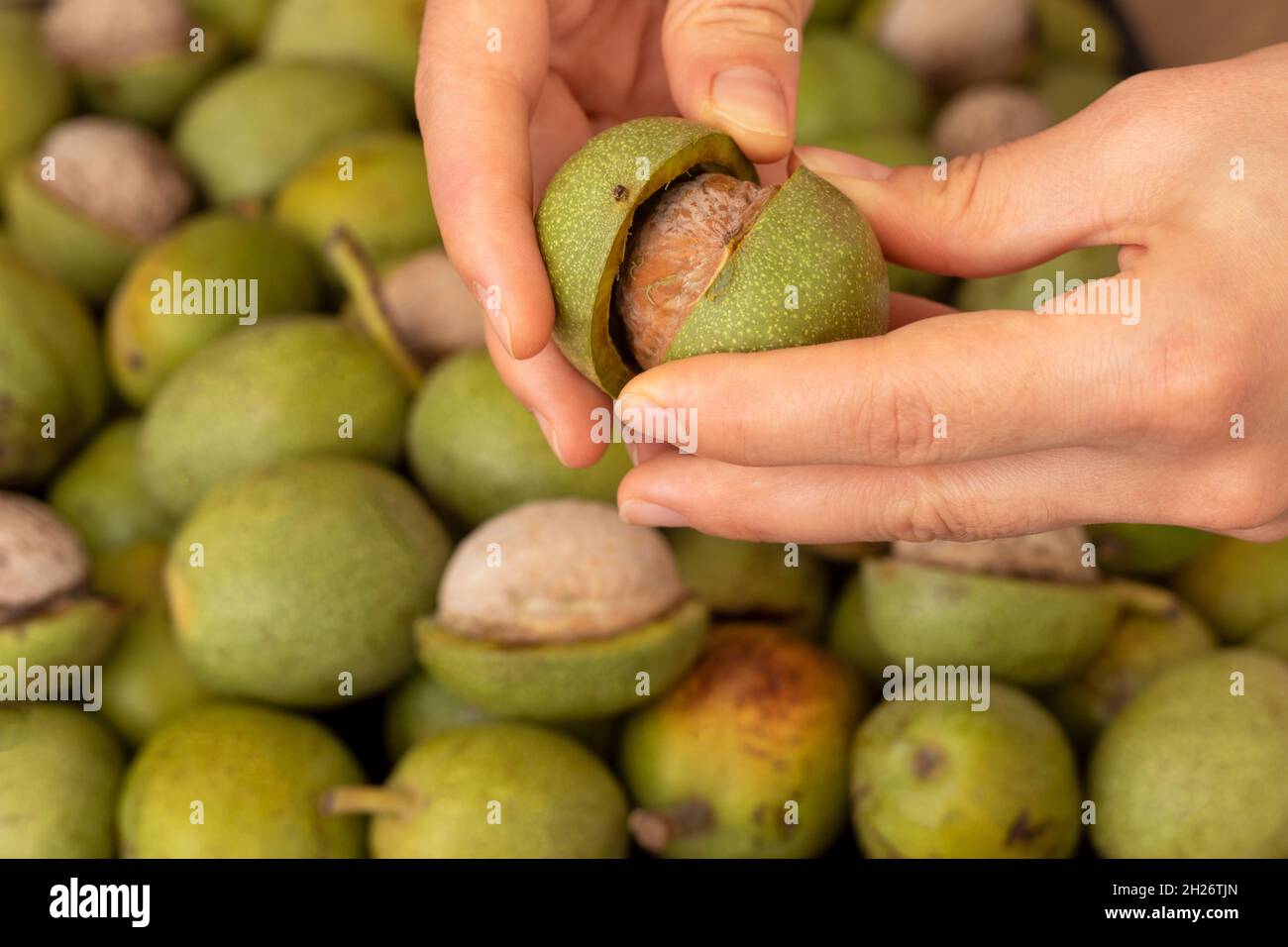 Hands openning newly collected fresh walnuts gathered together. Stock Photo