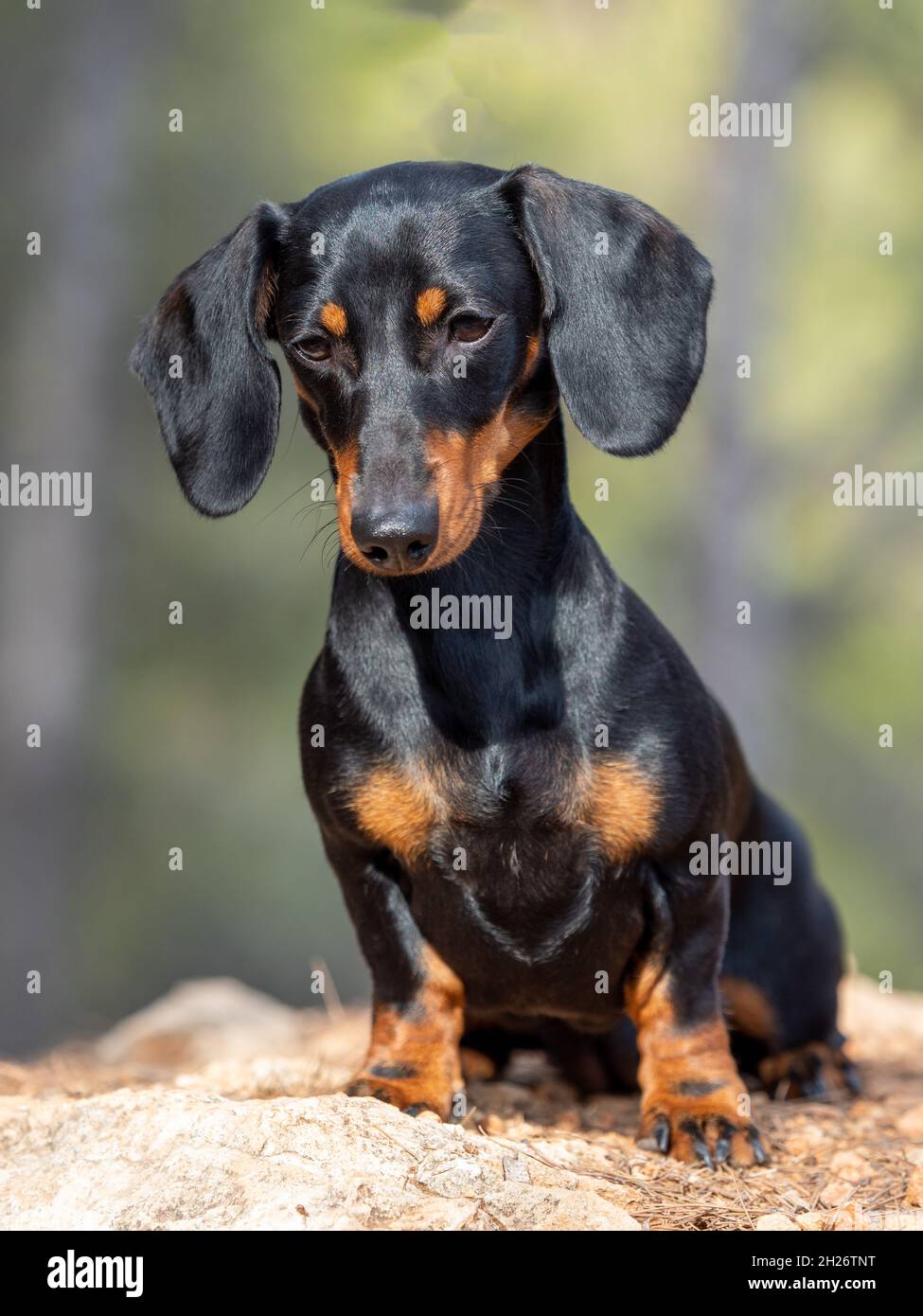 german weiner dog