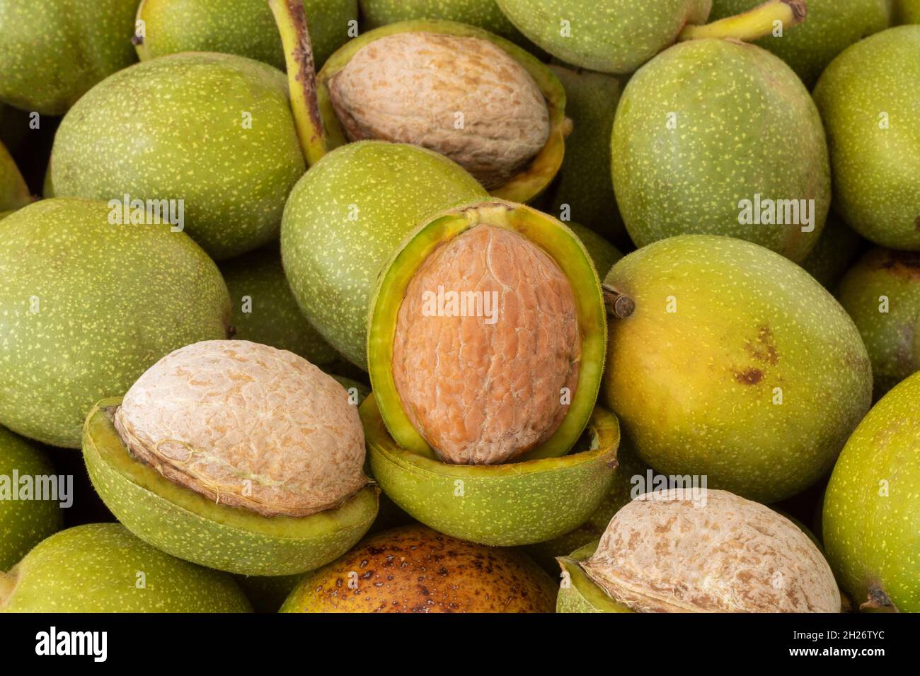 Hands openning newly collected fresh walnuts gathered together. Stock Photo