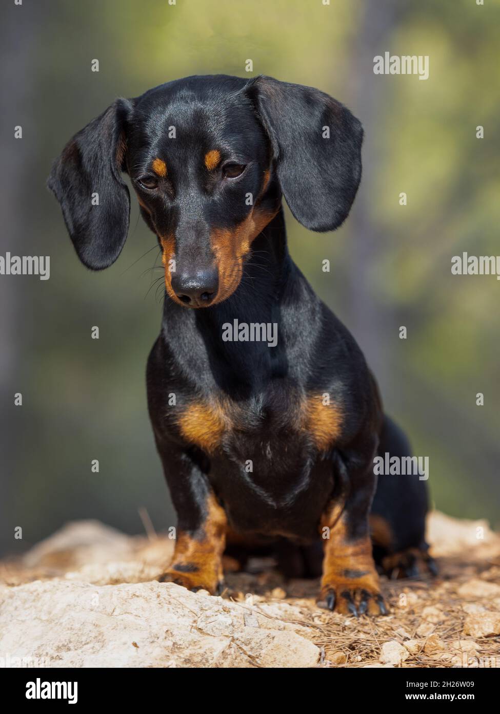 Portrait of young Black short-haired Dachshund Ministura German purebred dog fiery outdoors Stock Photo
