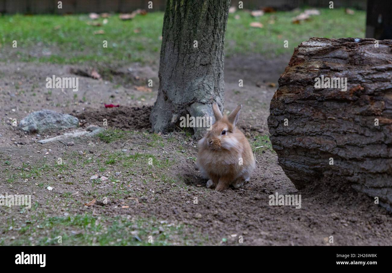 A picture of a Lionhead Rabbit at the Kraków Zoo Stock Photo - Alamy