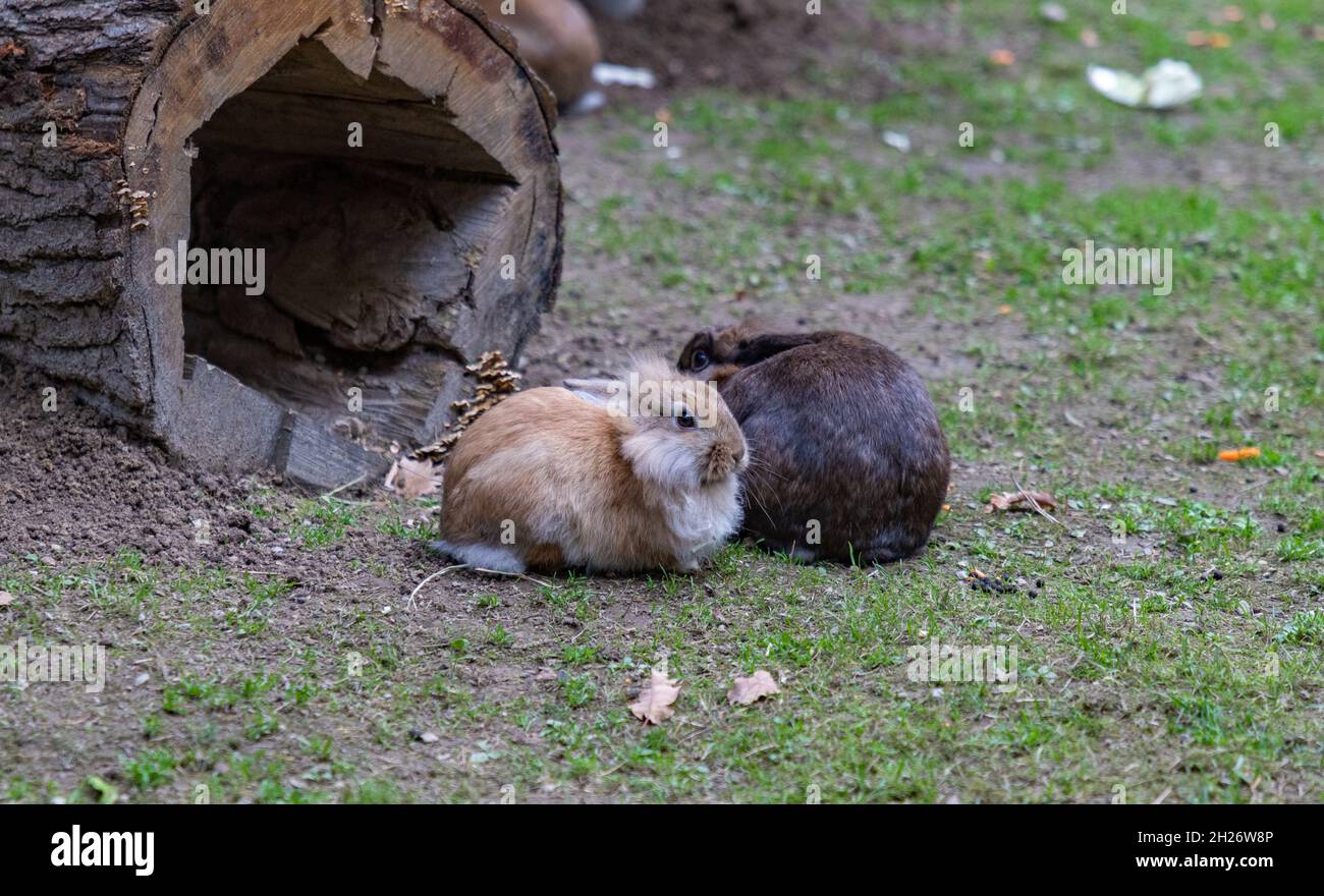 A picture of a Lionhead Rabbit at the Kraków Zoo Stock Photo - Alamy