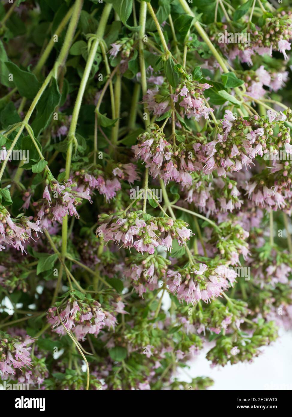 Origanum is a genus of herbaceous perennials and subshrubs in the family Lamiaceae. The plants have strongly aromatic leaves and abundant tubular flow Stock Photo